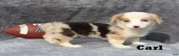 Welsh Corgi Pembroke dogs for sale: Carl - Ad 3