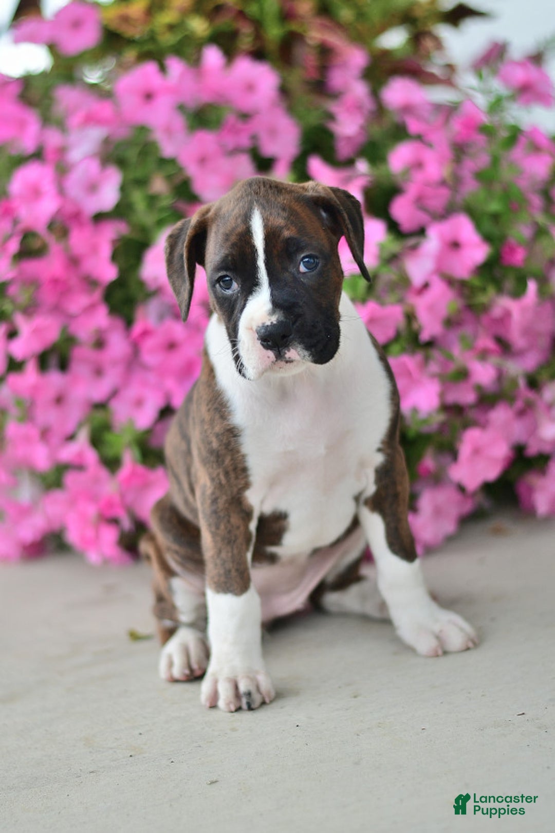 Gallery Image {{count}}