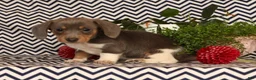 Miniature Dachshund dogs for sale: Andy - Ad 7