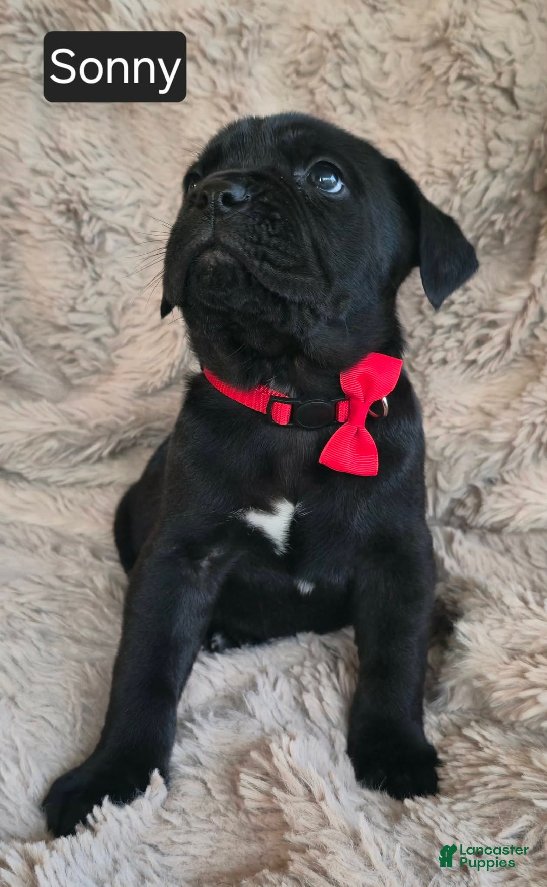 Cane Corso dogs for sale: Sonny - Ad 3