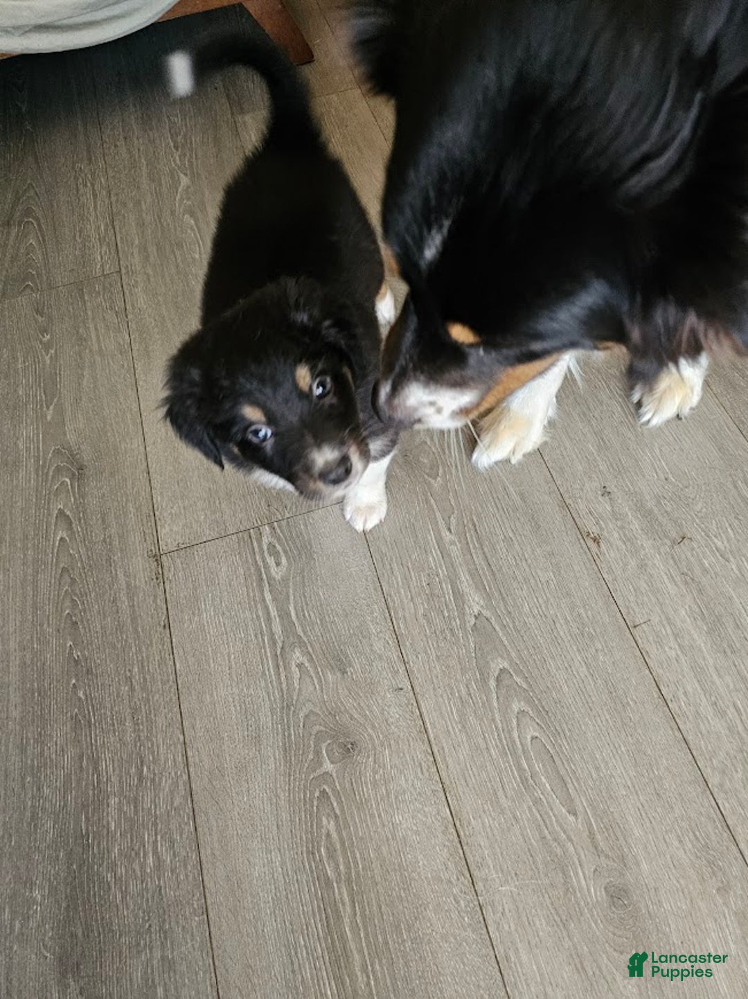 Australian Shepherd dogs for sale: Little J - Ad 5