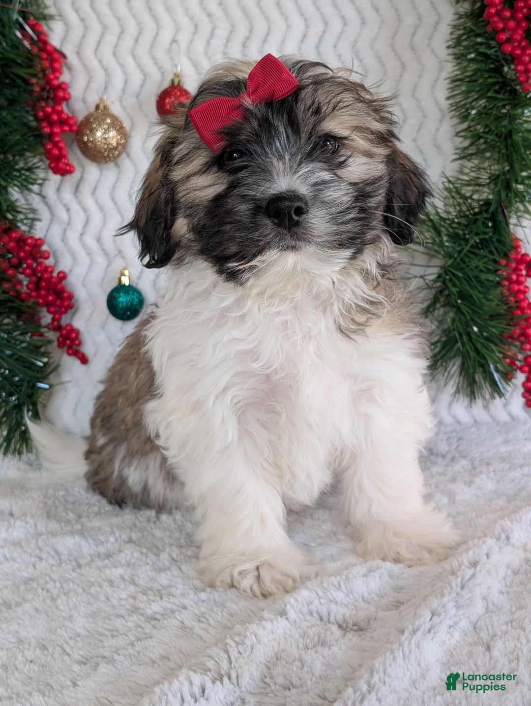 Teddy Bear dogs for sale: Loki - Ad 13