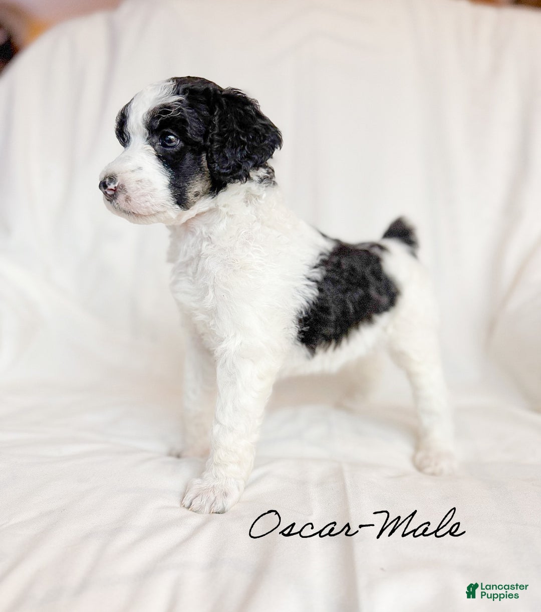 Standard Poodle dogs for sale: Oscar AKC - Ad 2