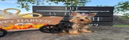 Yorkshire Terrier dogs for sale: Nicole Yorkshire Terrier  - Ad 11