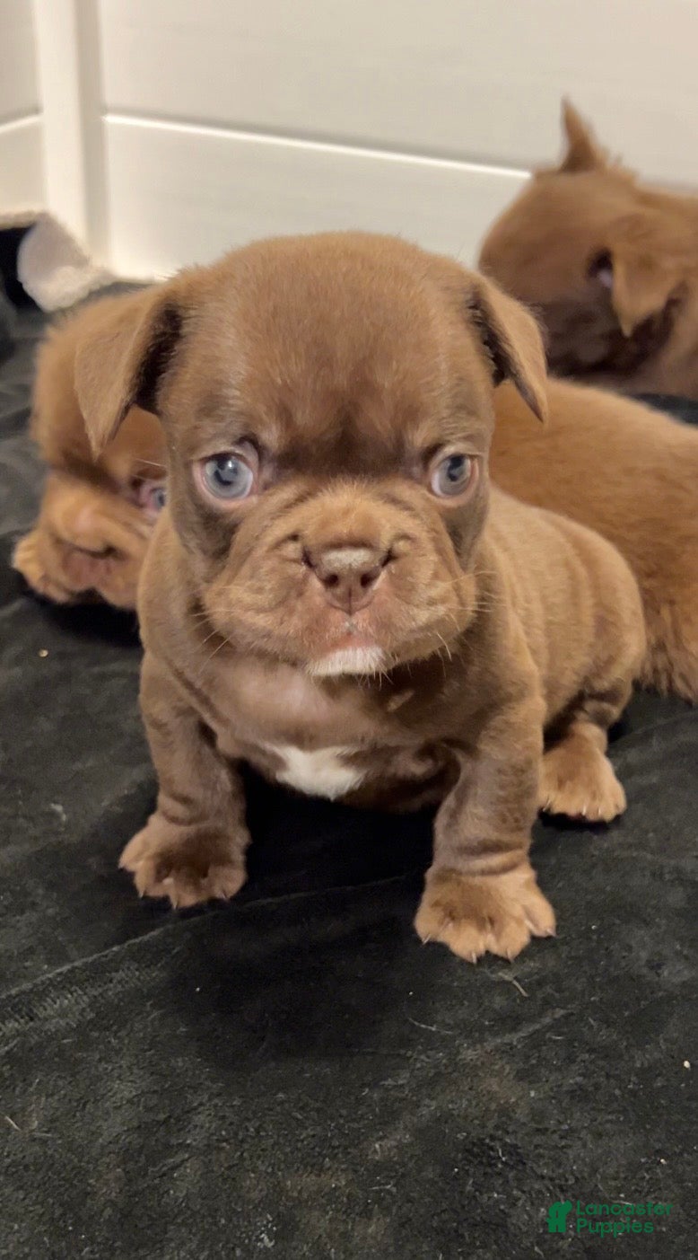 French Bulldog dogs Gucci - Ad 2