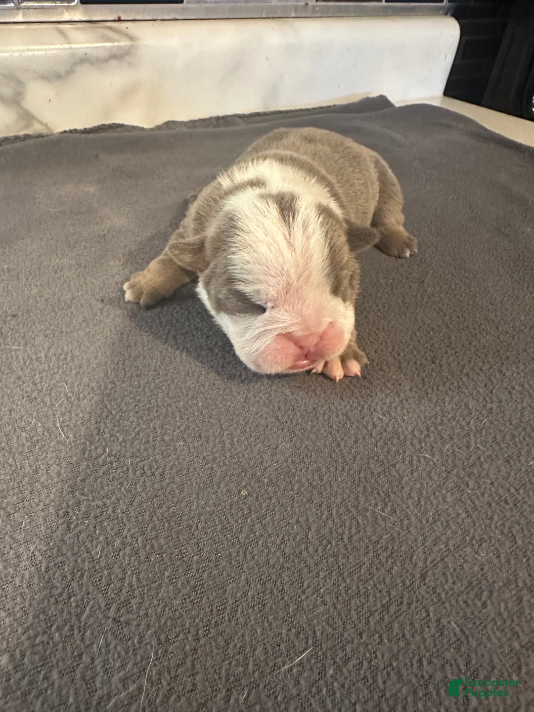 English Bulldog dogs for sale: Lilac and White Male - Ad 35