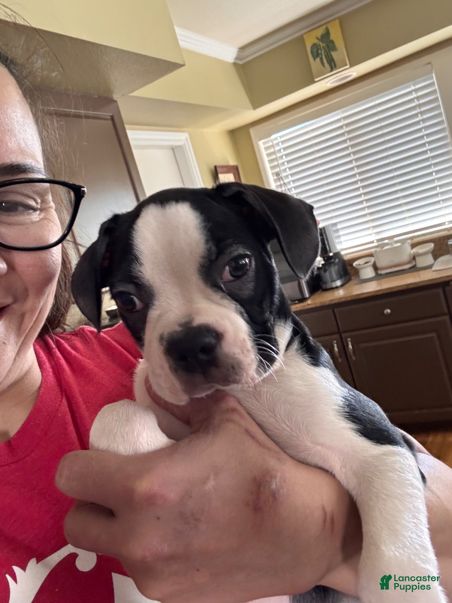 Frenchton dogs Tucker - Ad 5