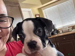 Frenchton dogs Tucker - Ad 7