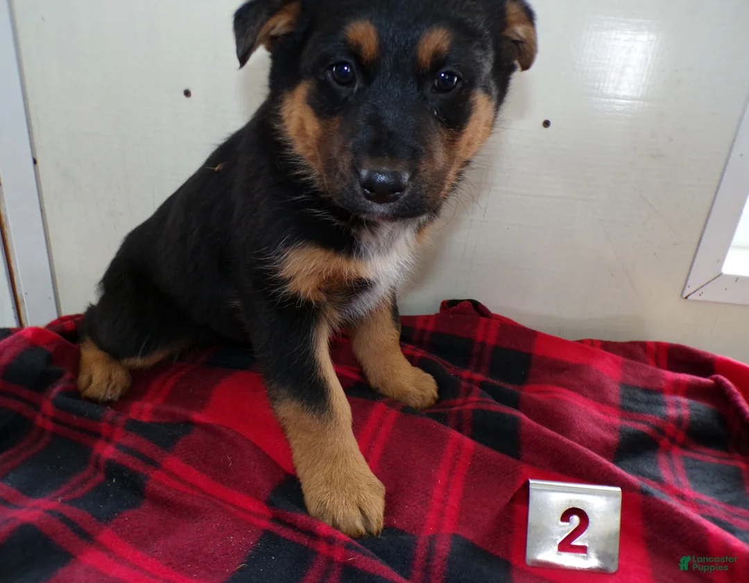 German Shepherd dogs for sale: German Shepherd Puppy 2 Ruth - Ad 3