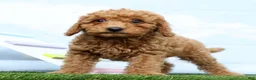 Mini Goldendoodle dogs for sale: Frankie - Ad 1