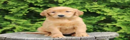 Golden Retriever dogs for sale: Wynn - Ad 4