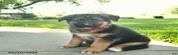 Mixed Breed dogs for sale: Roman  - Ad 3