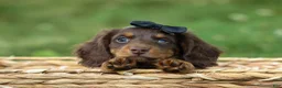 Miniature Dachshund dogs for sale: MAX - Ad 5