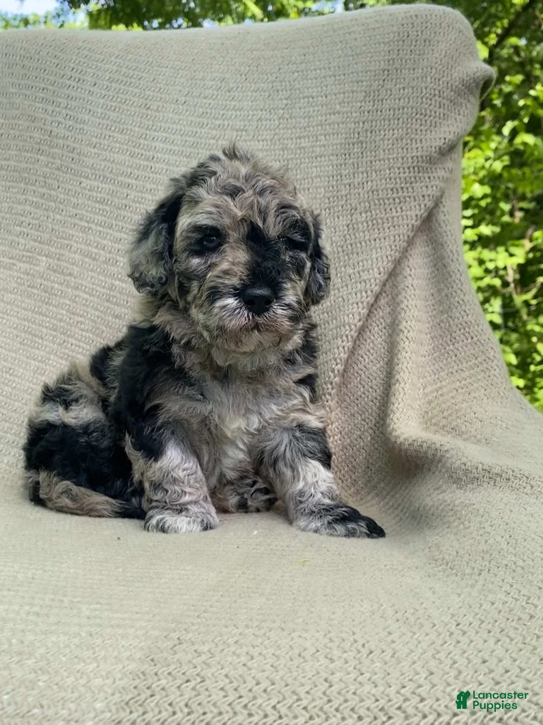 Mixed Breed dogs for sale: Churro - Ad 1
