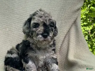 Mixed Breed dogs for sale: Churro - Ad 3