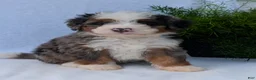 Mini Bernedoodle dogs for sale: Mini Louie  - Ad 26