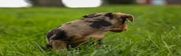 Miniature Pinscher dogs for sale: ACE - Ad 3