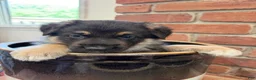 German Shepherd dogs for sale: German Shepherd 2 - Ad 2