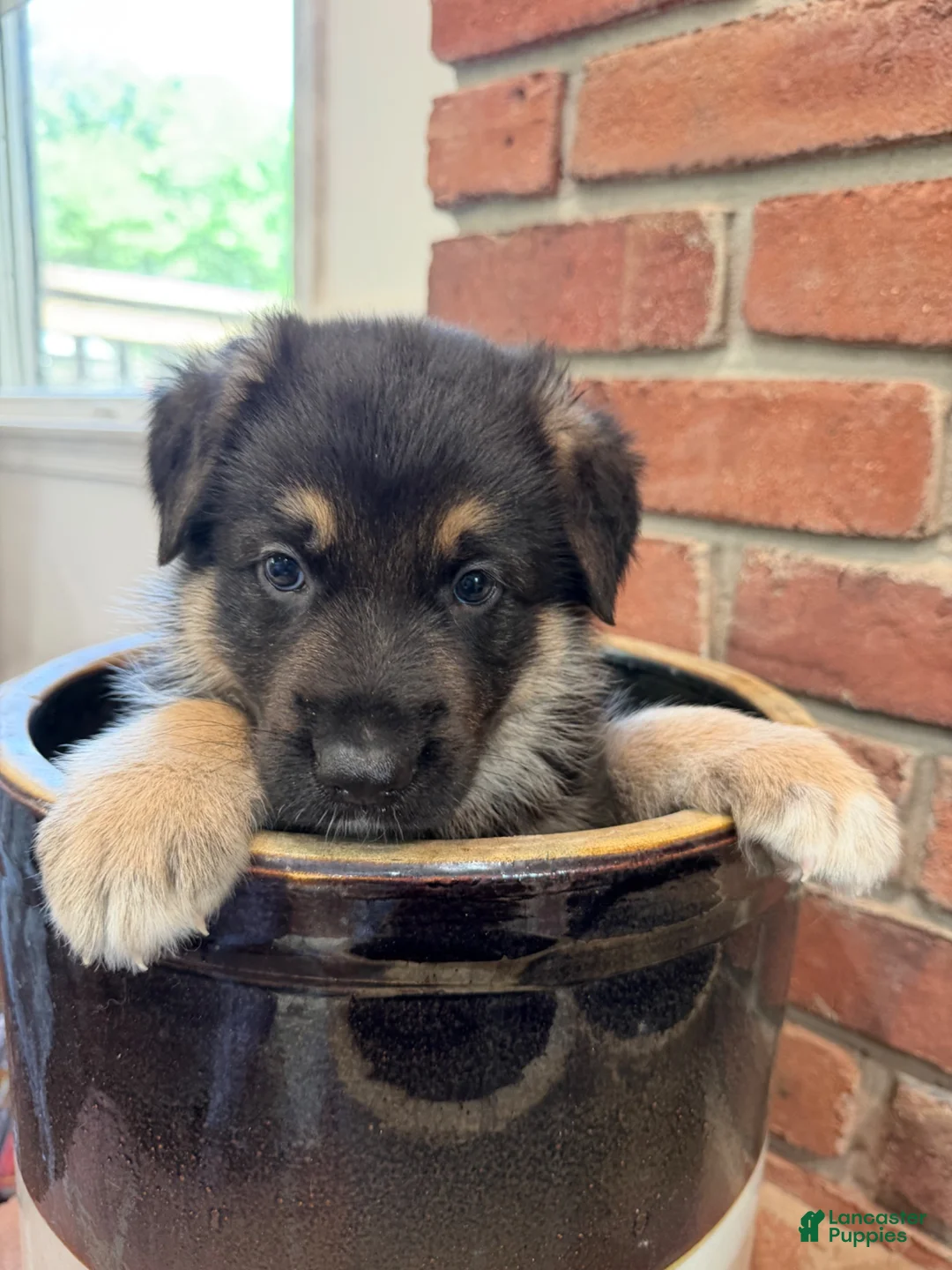 German Shepherd dogs for sale: German Shepherd 2 - Ad 2