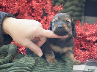 Miniature Dachshund dogs Anthony - Ad 18