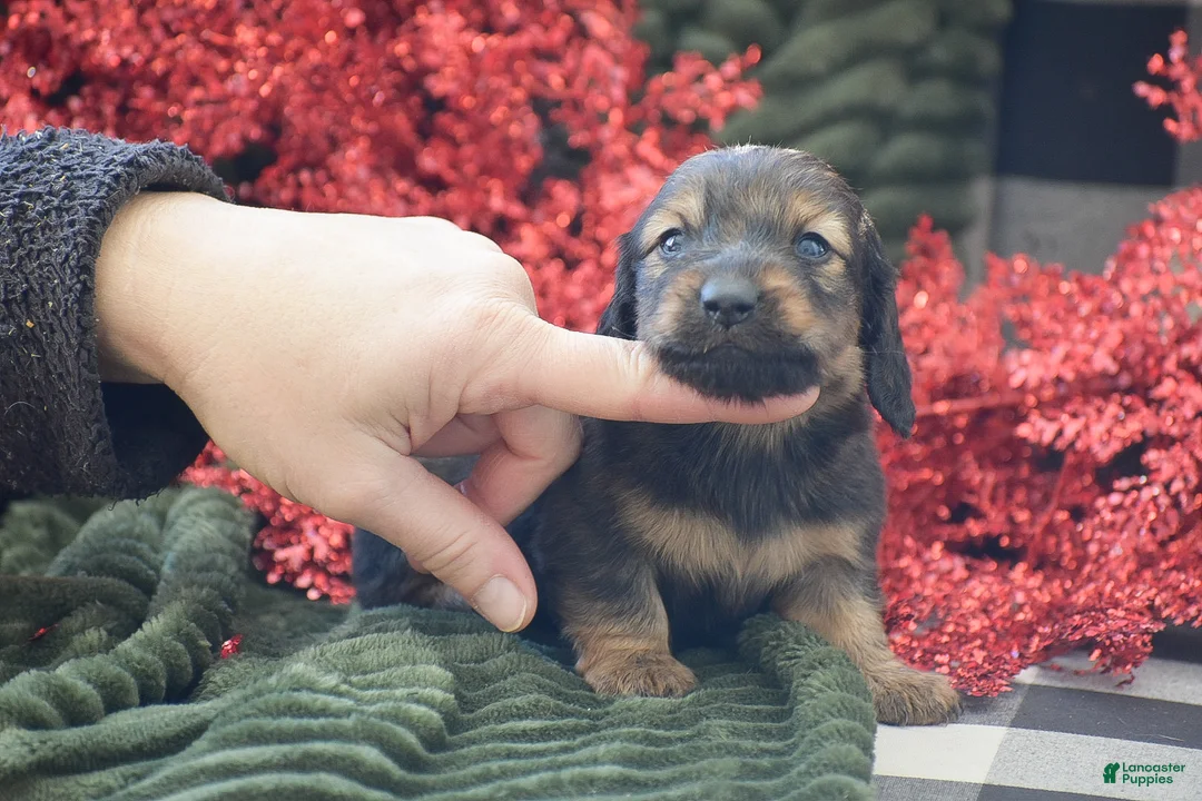 Miniature Dachshund dogs for sale: Anthony - Ad 4