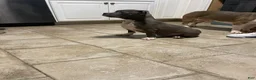 American Bully dogs for sale: Sasha  - Ad 5