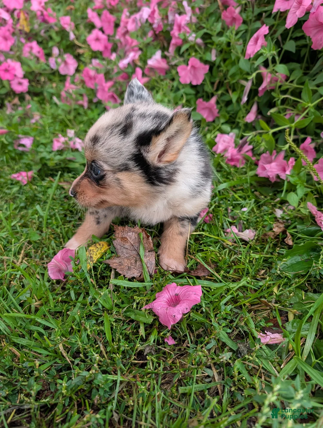 Pomsky dogs for sale: Pomsky 1 Sara - Ad 1