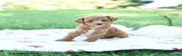 Toy Poodle dogs for sale: Nutmeg - Ad 4