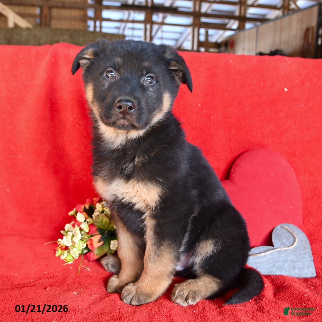 German Shepherd dogs for sale: Joe - Ad 5