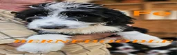 Bernedoodle dogs for sale: Bernedoodle  - Ad 7