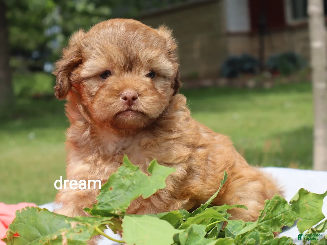 Shihpoo dogs for sale: Sage - Ad 1