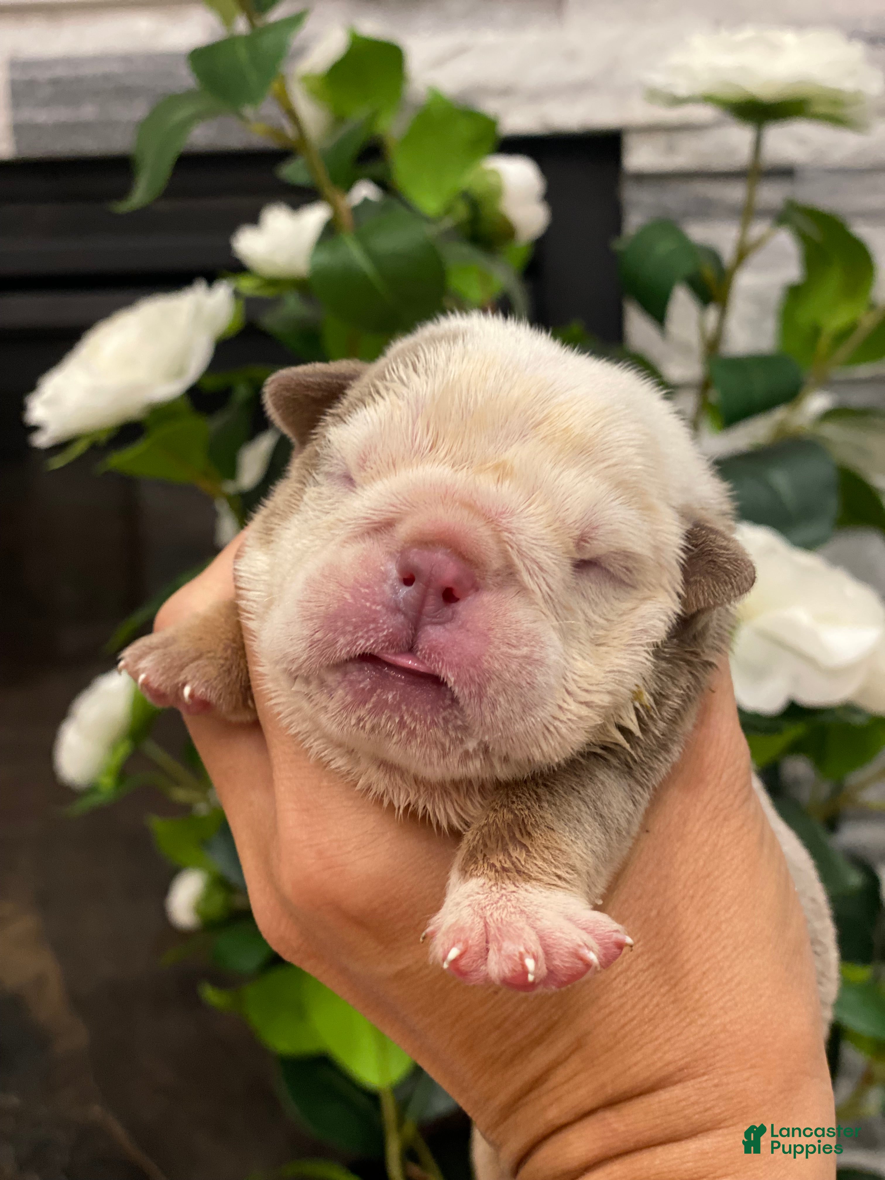 English Bulldog dogs Snow Heart - Ad 14