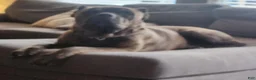 Cane Corso dogs for sale: Cane Corso 2 - Ad 64