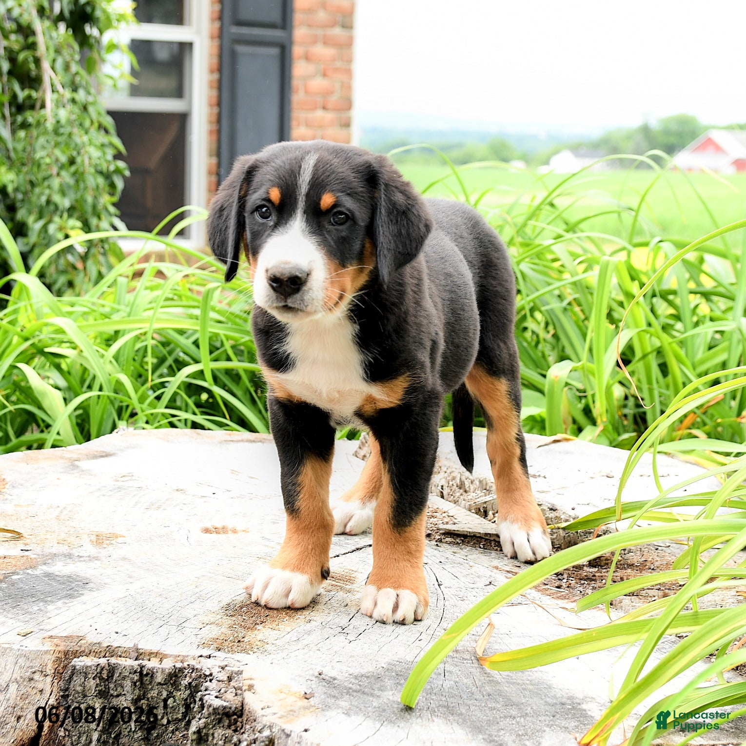 Greater Swiss Mountain Dog dogs Hans  - Ad 1