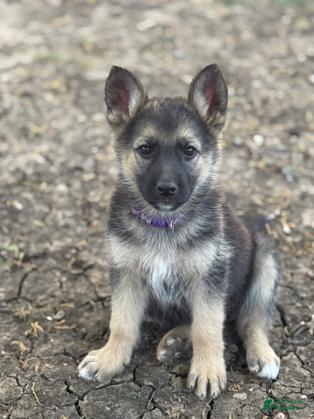 German Shepherd dogs for sale: Purple - Ad 1