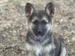 German Shepherd dogs Purple - Ad 15