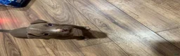 American Bully dogs for sale: American Bully 9 - Ad 3