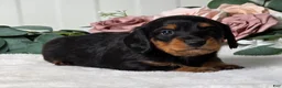 Dachshund dogs for sale: Asher - Ad 5