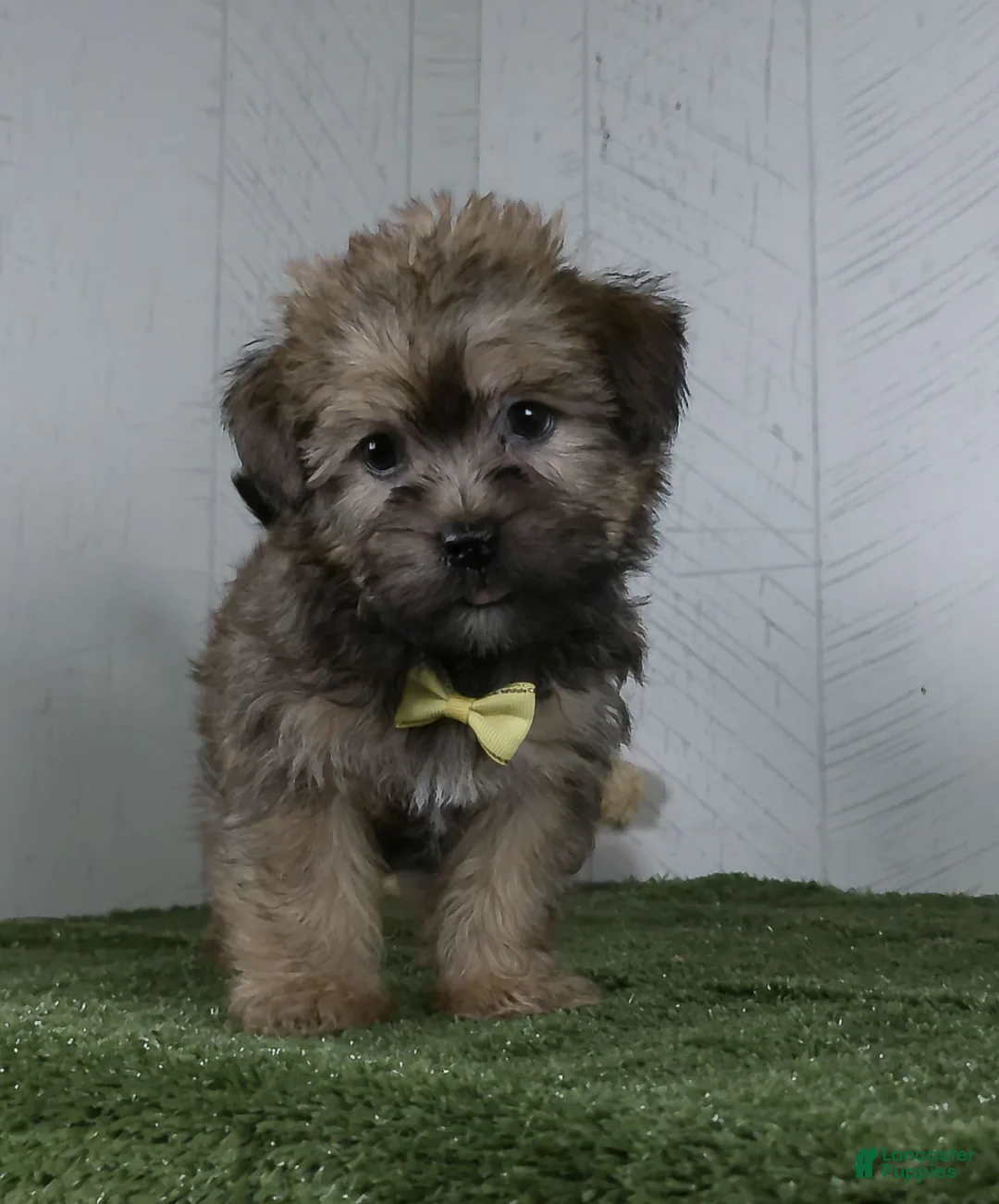 Shorkie dogs for sale: Arnie - Ad 4