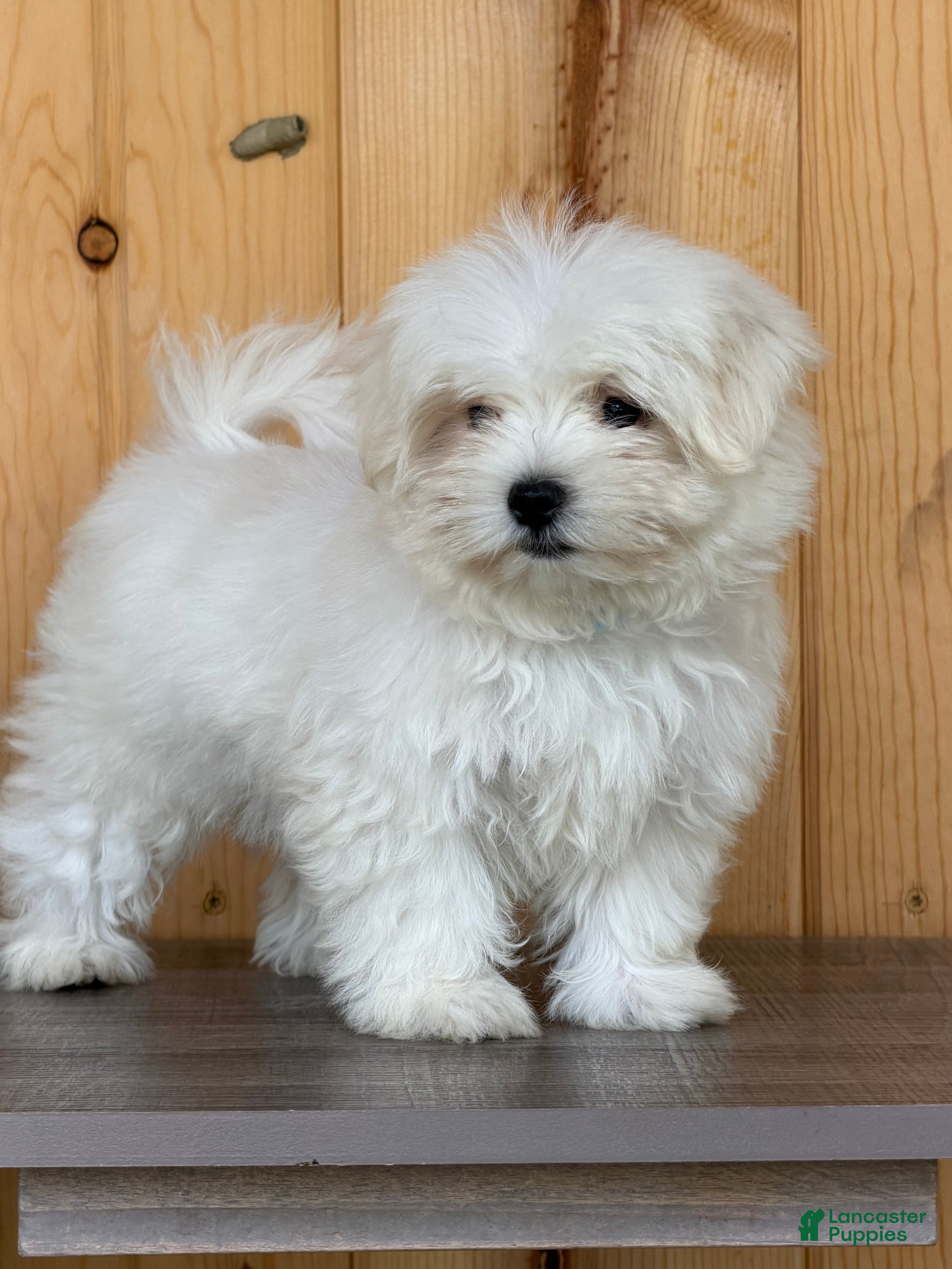 Maltese dogs Twix - Ad 2