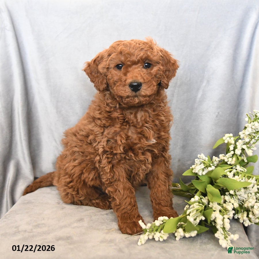 Mini Goldendoodle dogs Joey - Ad 2