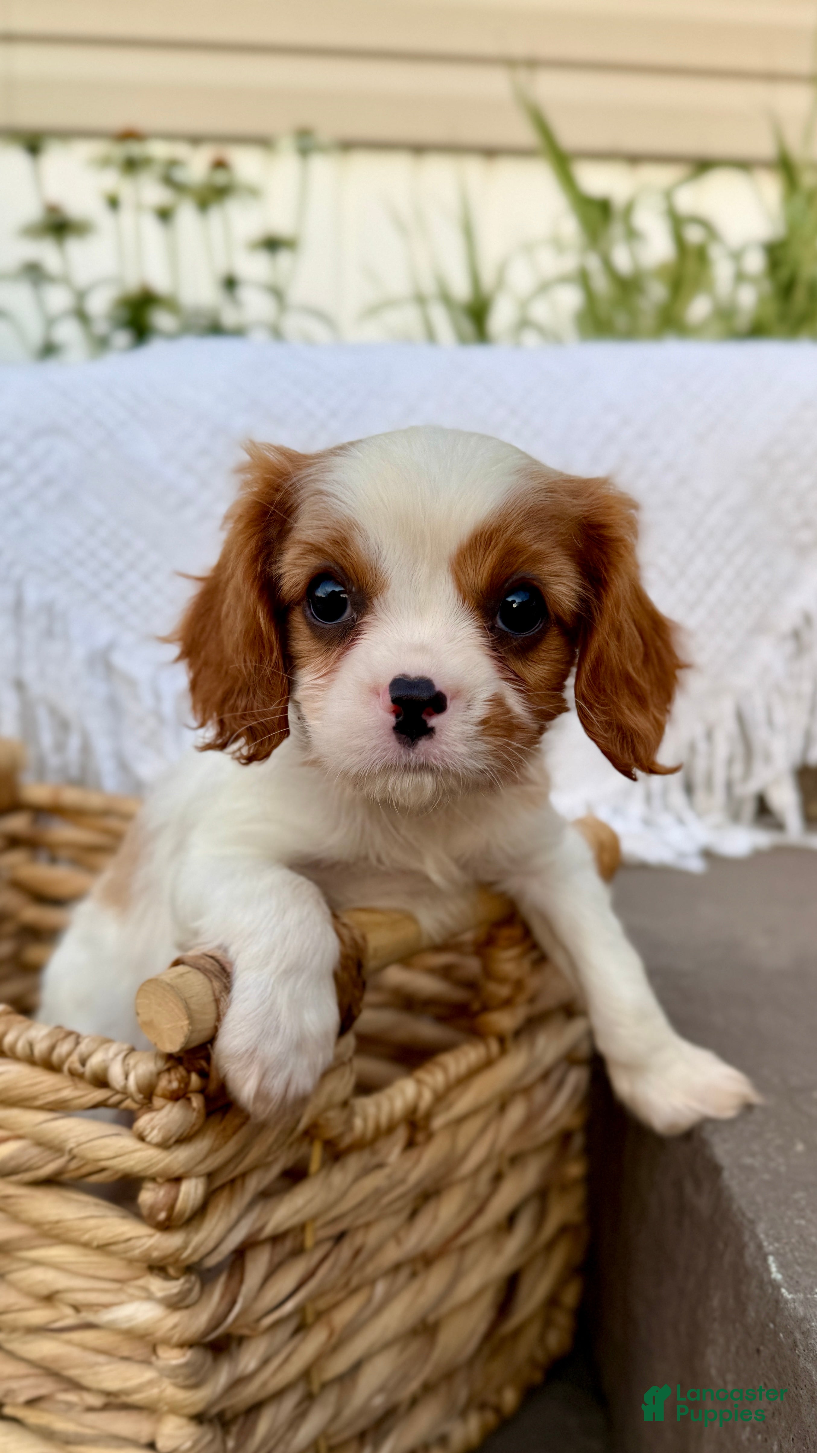 Cavalier King Charles Spaniel dogs Duke - Ad 2