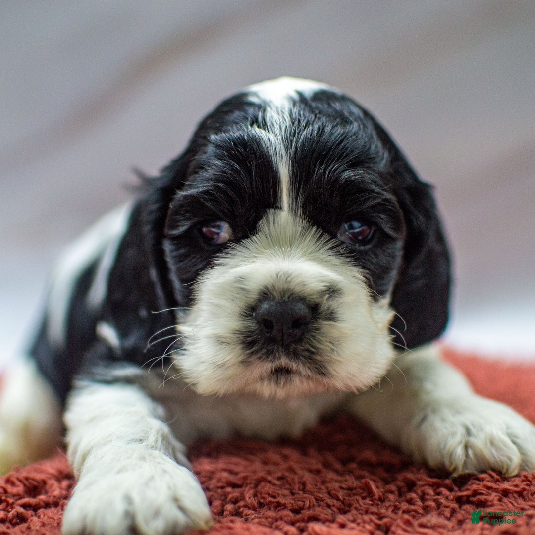 Cocker Spaniel dogs for sale: Newton - Ad 2