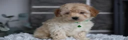 Maltipoo dogs for sale: Reese - Ad 9