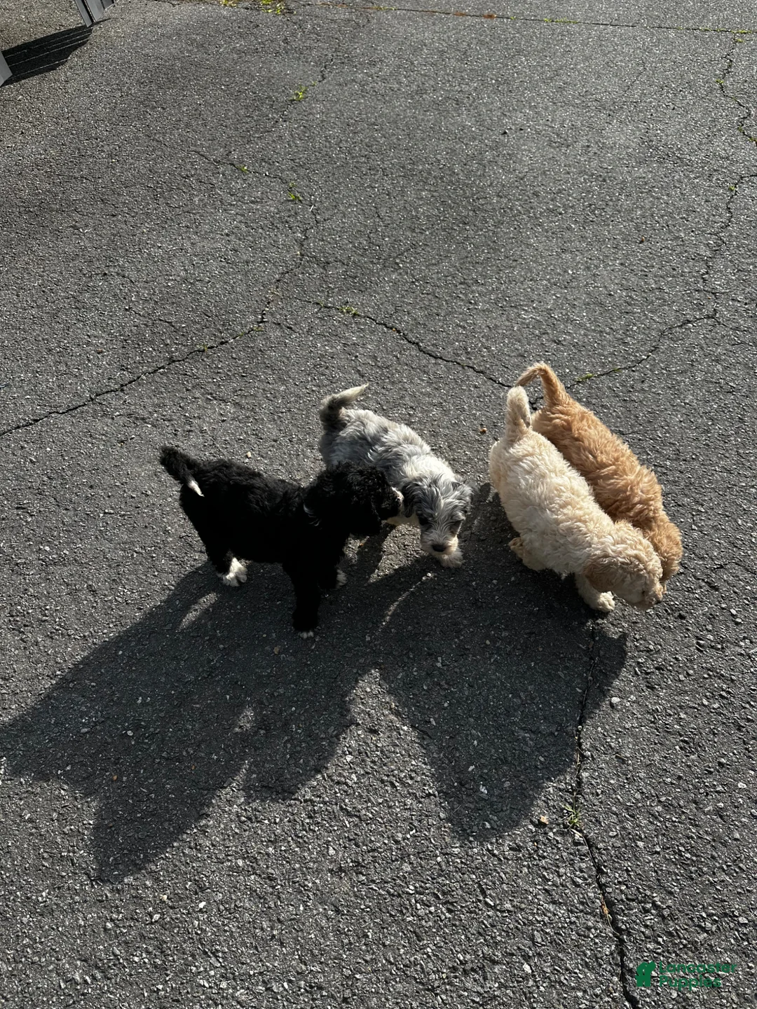 Mixed Breed dogs for sale: Angel  - Ad 17