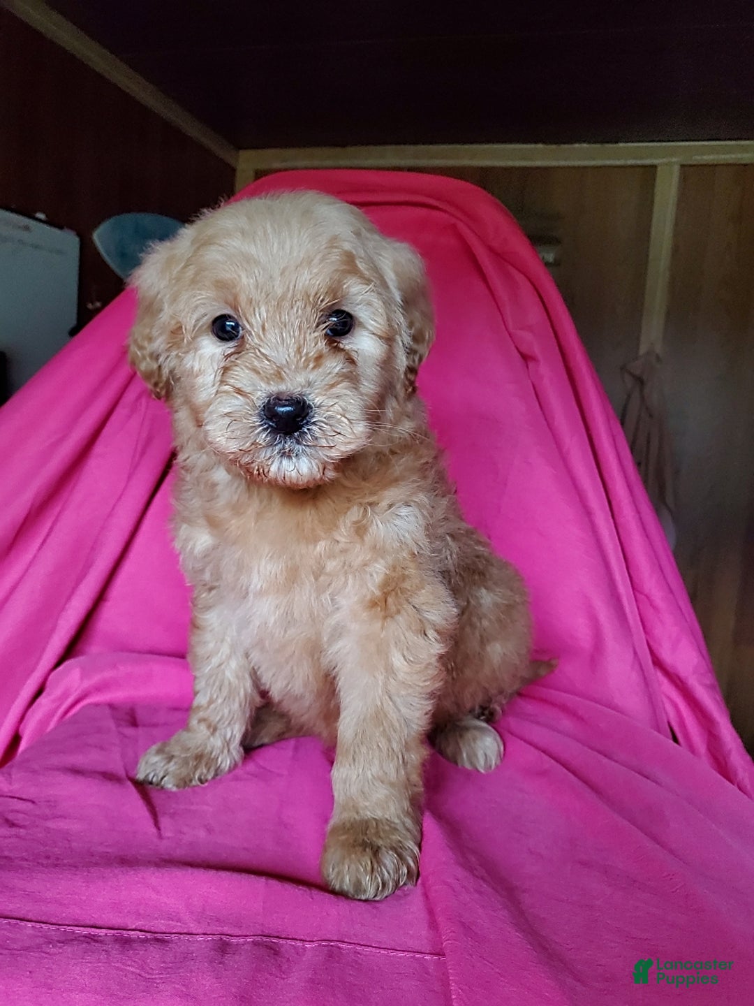 Gallery Image {{count}}