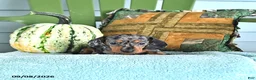 Miniature Dachshund dogs for sale: Jenson - Ad 3