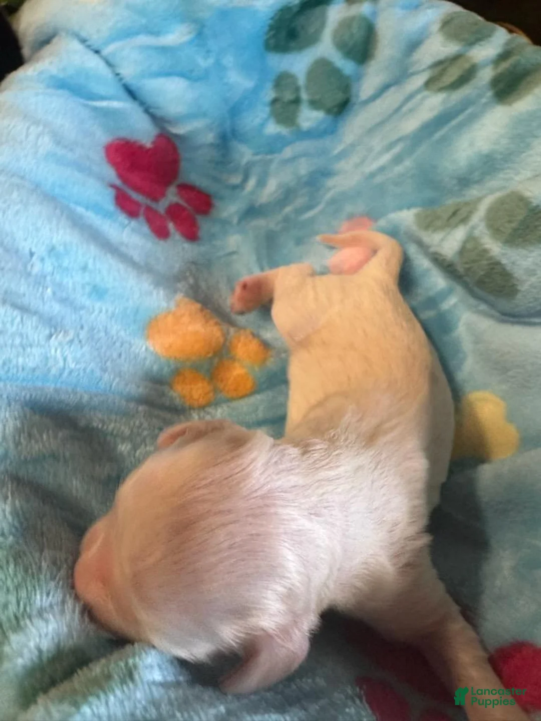 Cavapoo dogs for sale: Sawyer - Ad 2