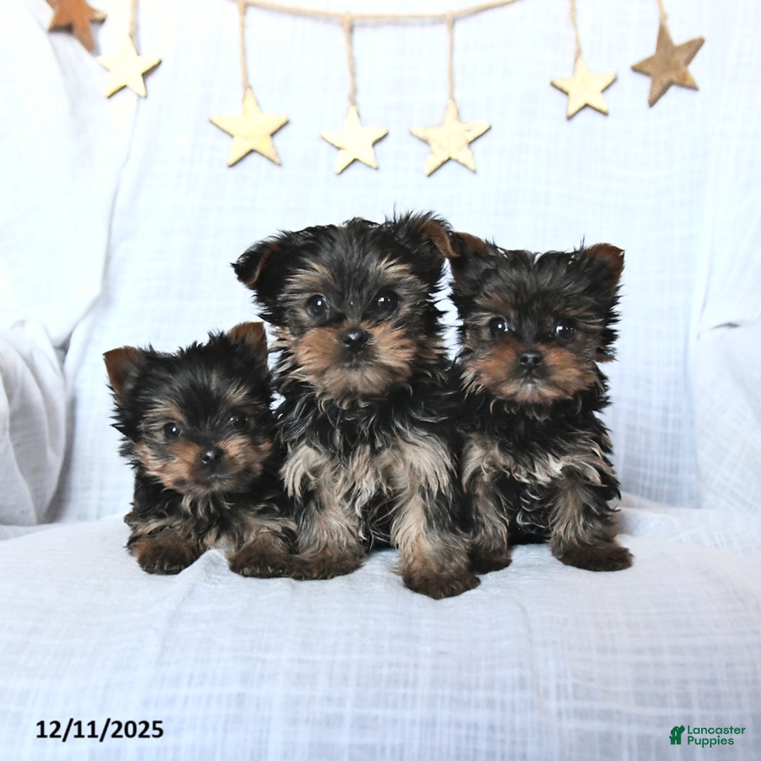 Yorkshire Terrier dogs for sale: Frosty - Ad 3