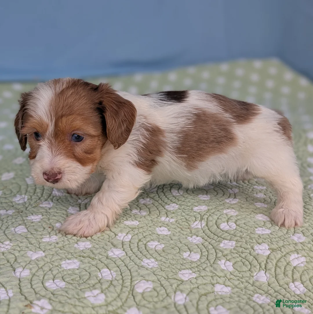 Miniature Dachshund dogs for sale: Rose - Ad 9